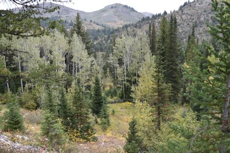 The Spruces Campground Big Cottonwood Canyon Ut Living New Deal