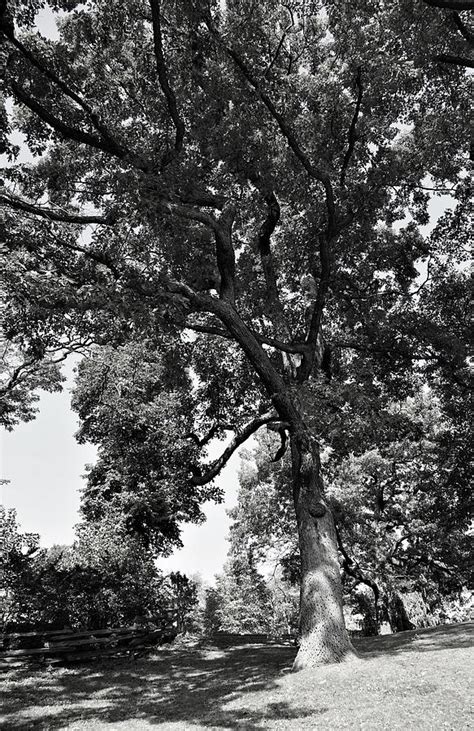 English Oak In Black And White Photograph By Maria Faria Rodrigues