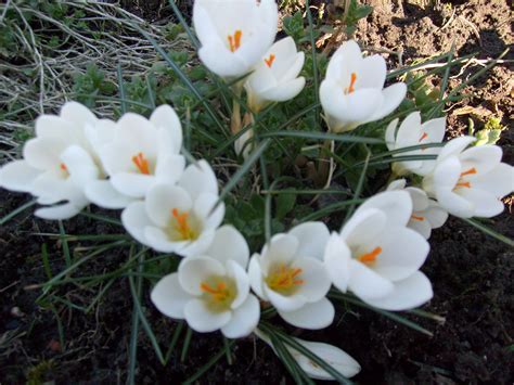 Pierwsze kwiaty wiosny - Mój Piękny Ogród - Ogrody ozdobne, Rośliny, Kwiaty