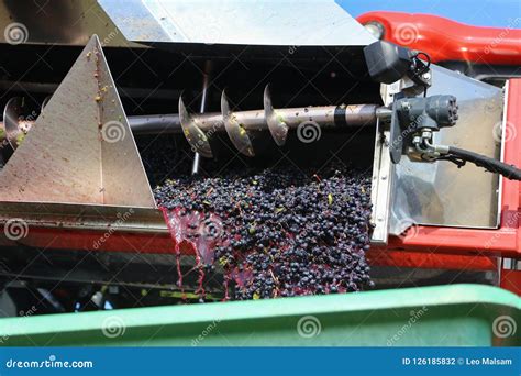 Harvesting Grapes By A Combine Harvester Stock Photo Image Of Harvest