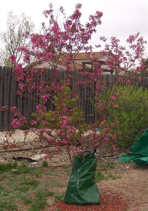 Photo Of The Entire Plant Of Crabapple Malus Prairie Fire Posted By