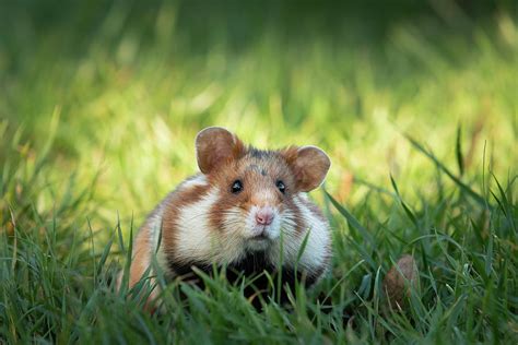 A European Hamster In A Meadow Looking For Food Photograph By Stefan
