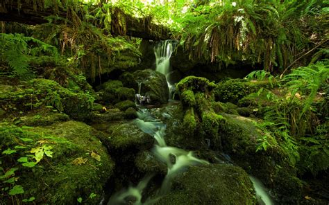 Waterfall In Rainforest