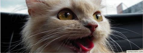 Animals Ugly Funny Cat Facebook Timeline Cover47 Facebook Covers Myfbcovers