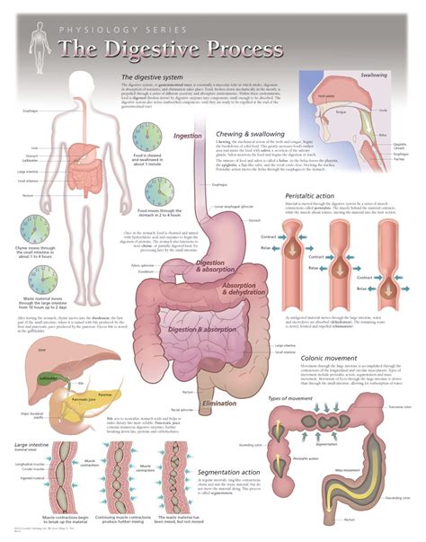 Proces Sistema Digestiu Digestive System Disorders Digestive System