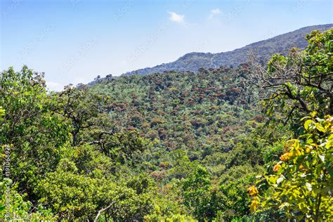 Foto De The Sri Lanka Dry Zone Dry Evergreen Forests Are A Tropical Dry