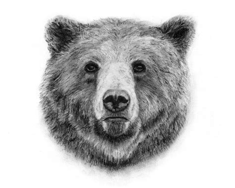 Grizzly Bear Charcoal Drawing Giclee Print Animal Portrait Woodland