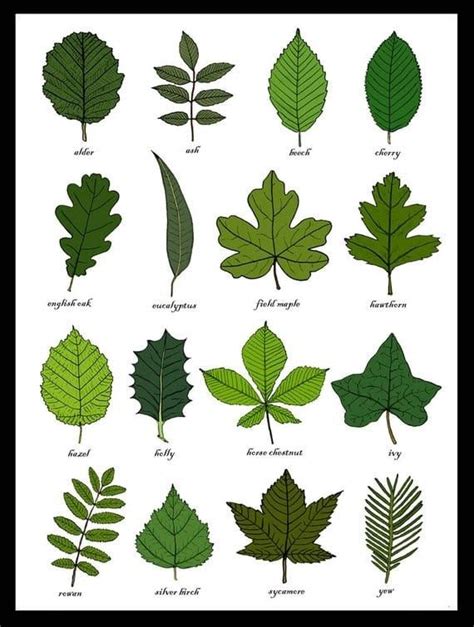 Learn How To Identify Trees And Leaves Enchanted Little World Tree