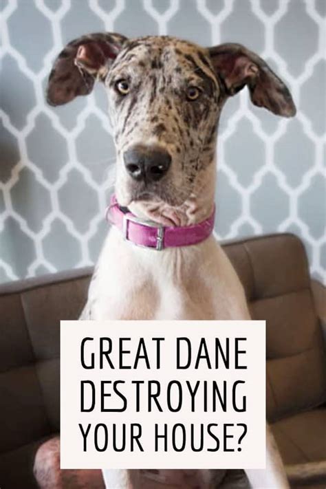 Will A Great Dane Destroy My House Great Dane Care