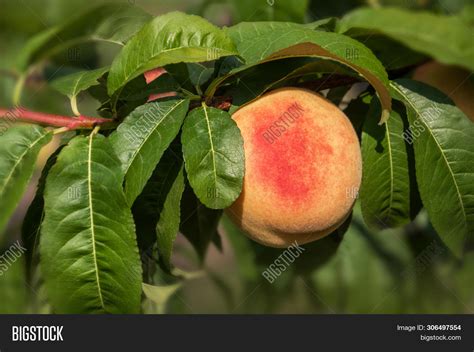 Ripe Peach Fruit On Image And Photo Free Trial Bigstock