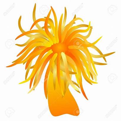 Anemone Sea Clipart Flowers Orange Vector Boubin