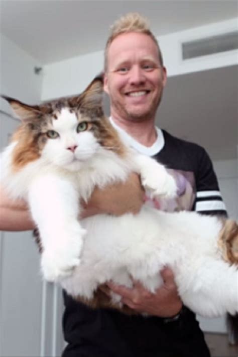 Meet Samson Absolutely The Biggest Cat In New York Video With