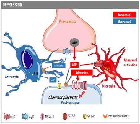 Frontiers Depression As A Glial Based Synaptic Dysfunction