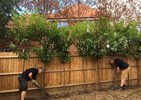 Laurel Trees Being Planted By Two People Against A Fence In A New Home