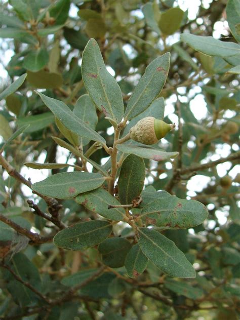 Quercus ilex | Chêne vert - Evergreen oak - Encina Quercus ...