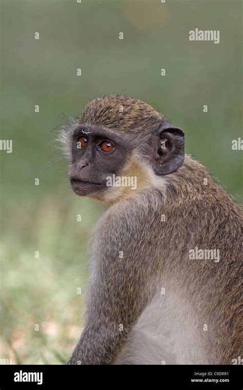 Green Monkey Or Callithrix Monkey Chlorocebus Sabaeus Stock Photo Alamy