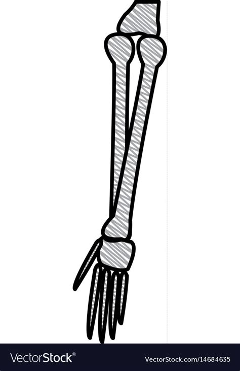 Drawing Bone Arm Human Anatomy Healthy Royalty Free Vector