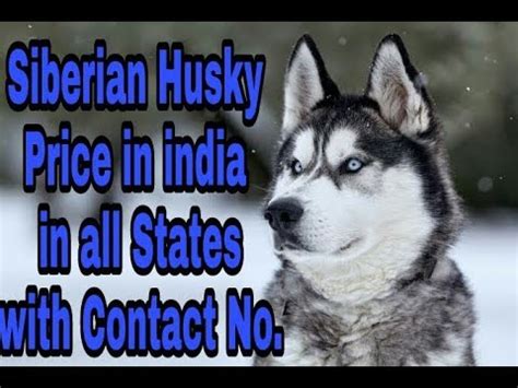 We have the best quality siberian husky puppies for you. Siberian Husky Price in india in all States With Contact ...