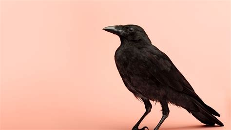 Crow Hd Wallpaper 65 Images