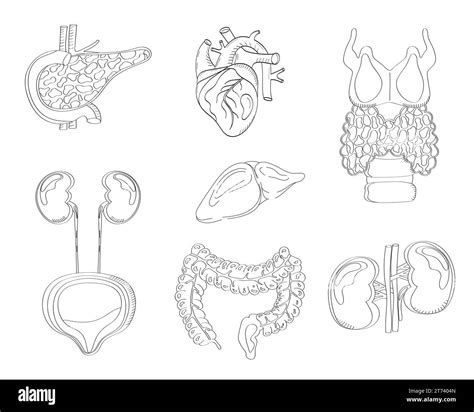 Human Internal Organs Vector In Doodle Style Pancreas Heart