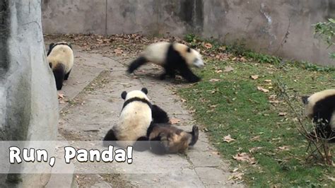Run Panda Ipanda Youtube