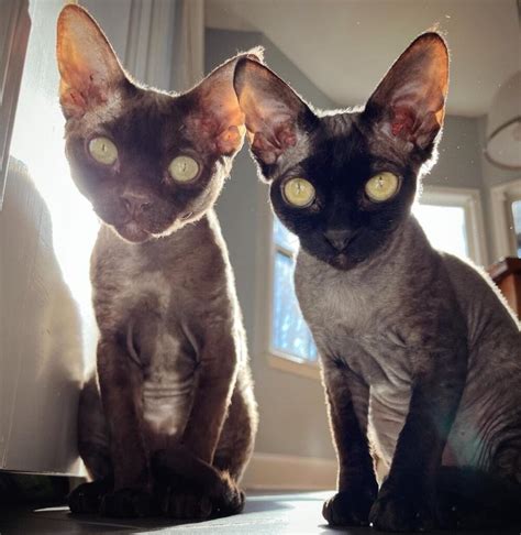 The Best Companions On The Planet Devon Rex Kittens For Sale