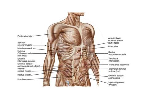 Pin On Anatomy