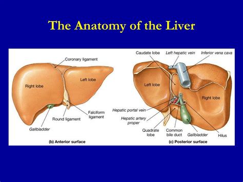 Ppt Secretion Of Bile By The Liver Functions Of The Biliary Tree