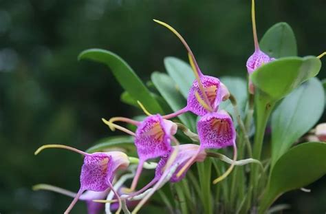 Colombian Orchids The Most Complete Guide 【2024】