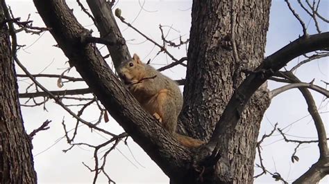 This Squirrel Climbed Up The Tree Youtube