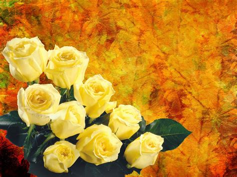 Beautiful Yellow Rose Flowers Wallpapers