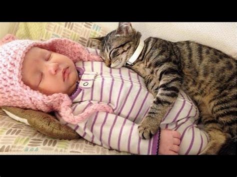 Vicats Very Important Cats Babies Cant Stop Laughing By Cat Funny Babies And Cats Moment