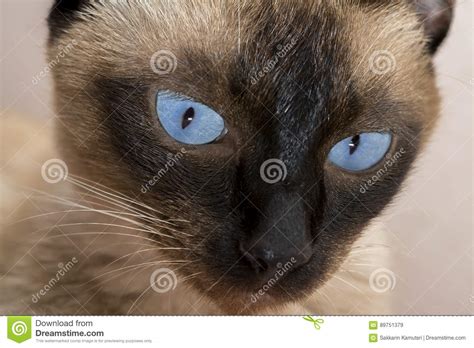 Cute Blue Eyed Siamese Cat Stock Image Image Of Lovely