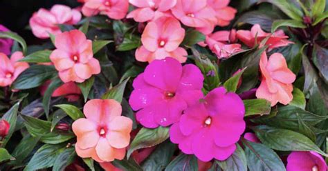 10 Annuals That Bloom Spring Until Frost Unaided