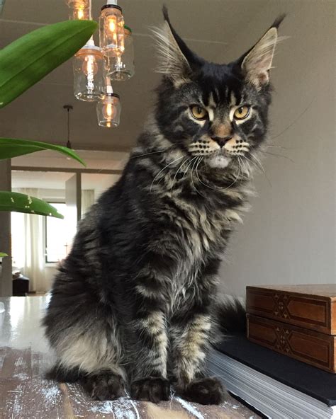 About Maine Coon Cats Ny Black Silver Tabby Maine Coon