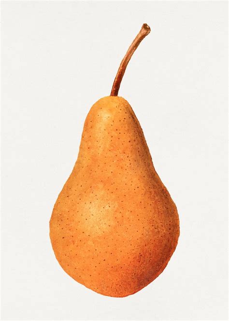 Vintage Pear Illustration Mockup Digitally Premium Psd Illustration
