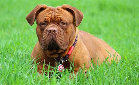 Dogue De Bordeaux Dog Breed Information About The French Mastiff Petmoo