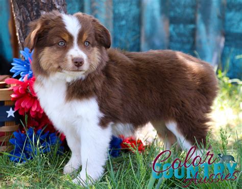 midnight s red tri female 1 color country aussies