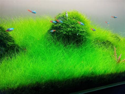 Dwarf hairgrass is a great plant for beginners and seasoned aquarium keepers alike. Linda Blog: S Repens Carpet Without Co2