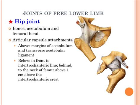 Ppt Joints Of The Lower Limb Powerpoint Presentation