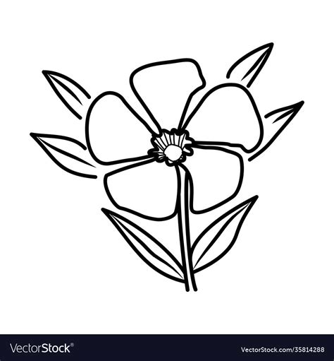 Nerium Oleander Flower Floral Hand Drawn Design Vector Image