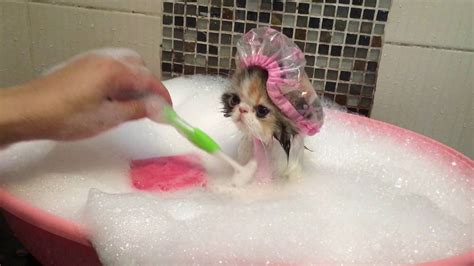 Cat Takes A Bath Youtube