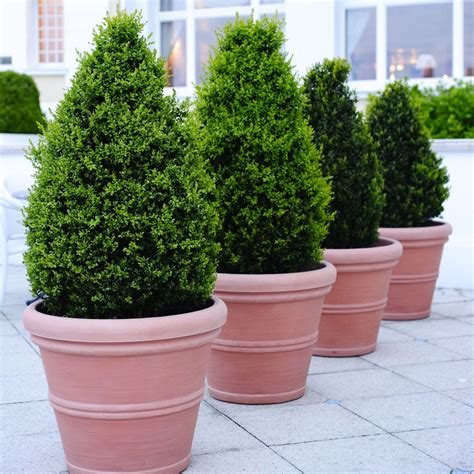 Whats The Best Evergreen For You In National Conifer Week Bt