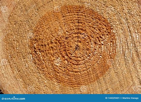 Cut Down Tree Trunks Woodlog In Forest In Piles Stock Image Image Of