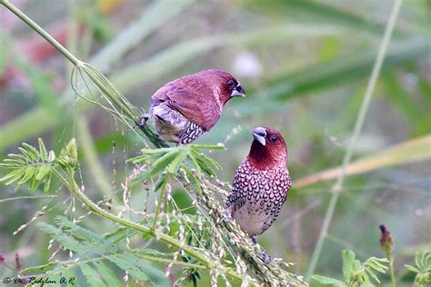 birds and nature photography raub scaly breasted munia