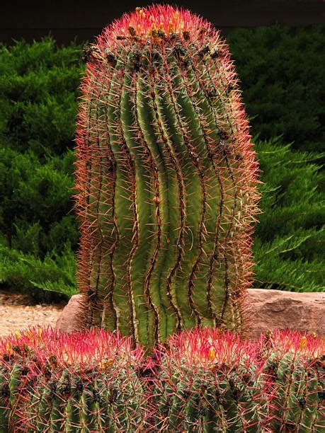 Top 60 Mexican Fire Barrel Cactus Stock Photos Pictures And Images
