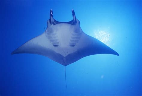 The Magnificent Manta Ray Critter Science