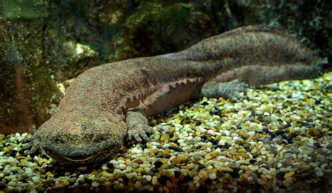 These Freaky 170 Million Year Old Giant Salamanders Are Going Extinct