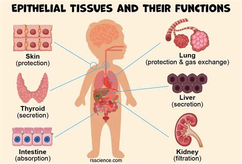 Epithelium Definition Characteristics Cell Structures Types And Functions Rs Science