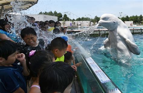 Beluga Whale Cools Down Kids At Japanese Aquarium